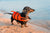 dog on beach with life vest 