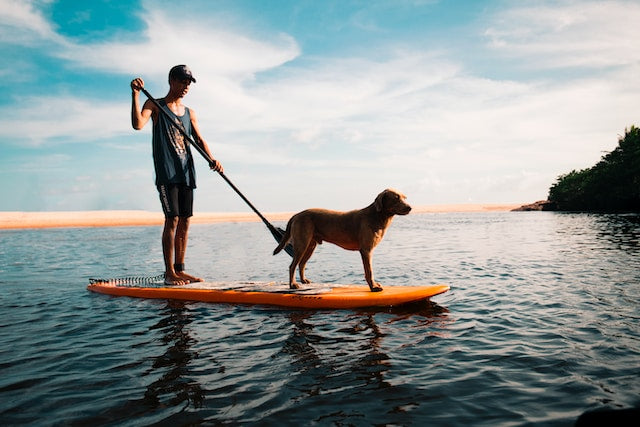 dog on water