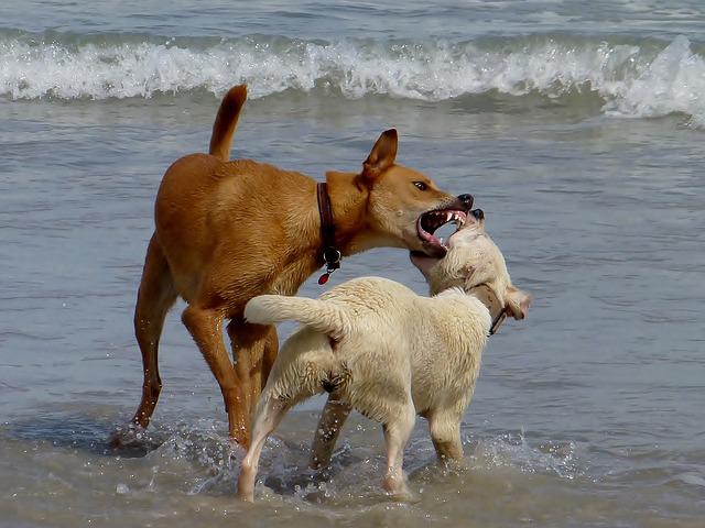 two dogs on the beach