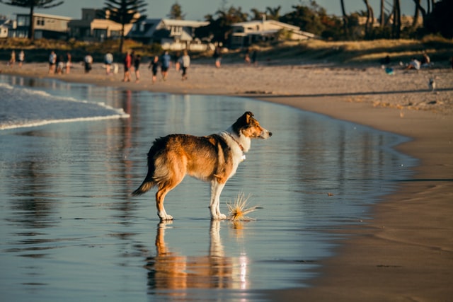 dogs love the beach