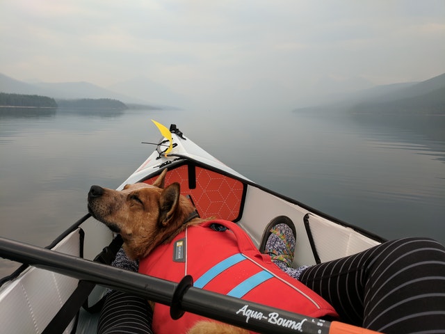 dog on kayak