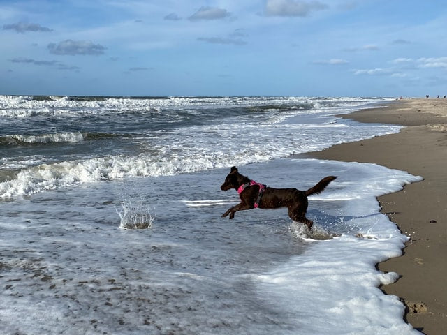 dog on the beach