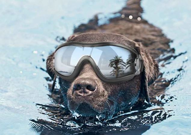 dog googles