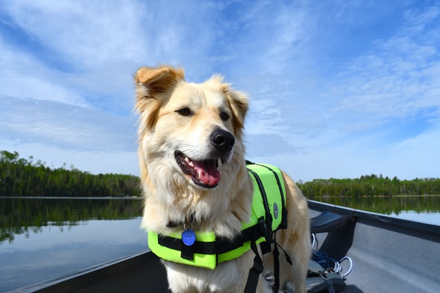 dog life jacket