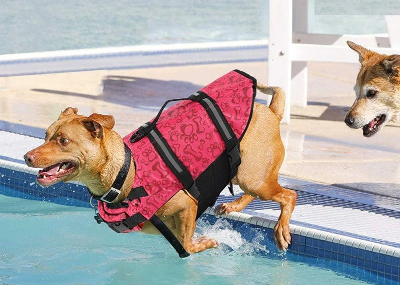 dog with life jacket
