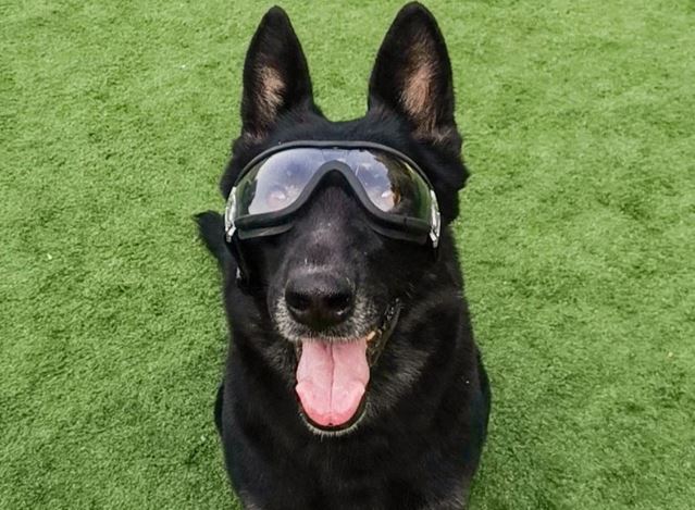 Why Do Some Dogs Wear Goggles?