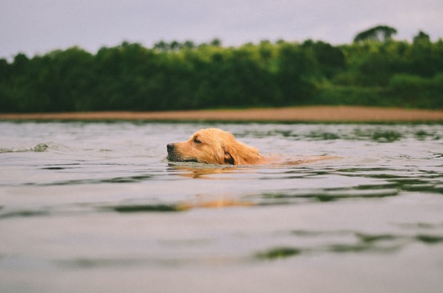 dog-swimming