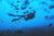 scuba diver with tank