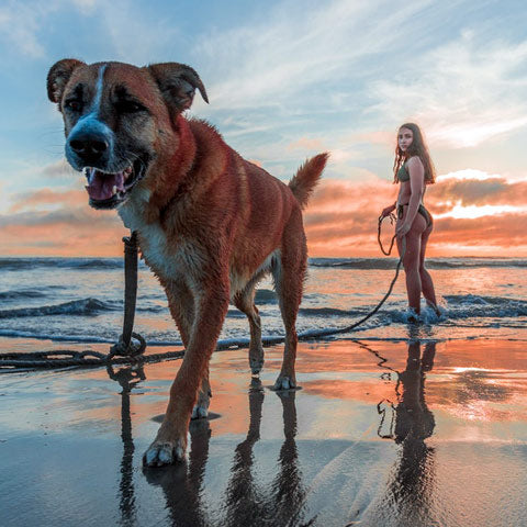 Dog Beach Accessories - Gear For Your Canine
