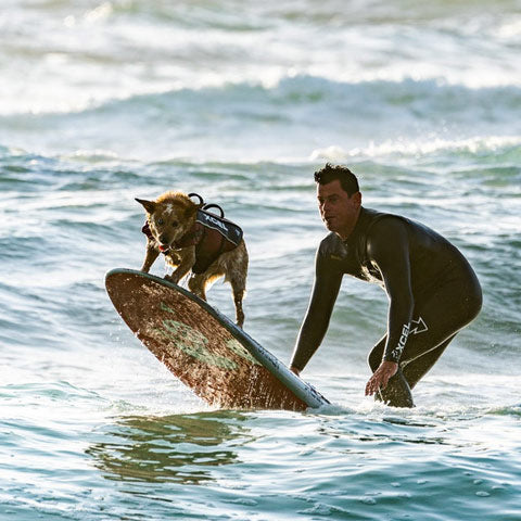Dog Swim Gear For The Beach - ON SALE
