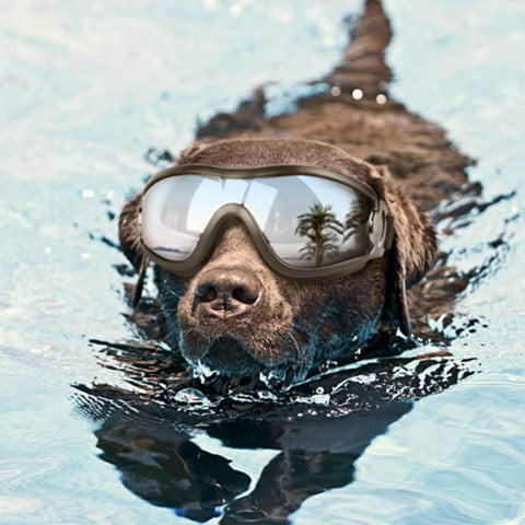 Dog Swim Goggles (Small to Large Canines)