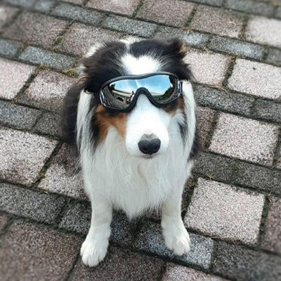 POMELO-YZ Dog Goggles