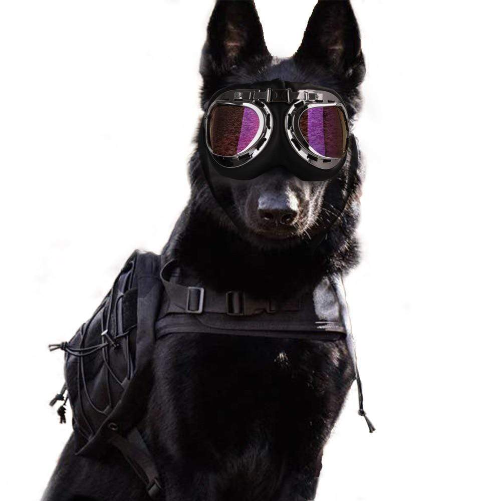 CSG Dog Sunglasses  -  Cheap Surf Gear
